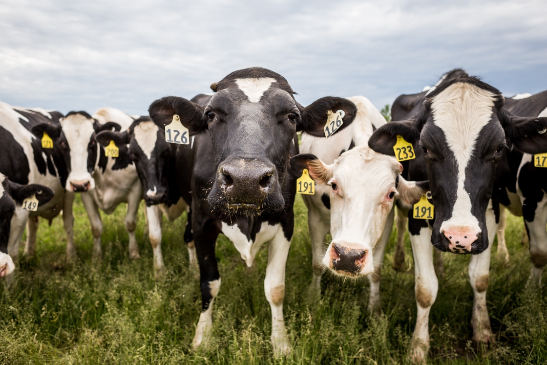 Cows